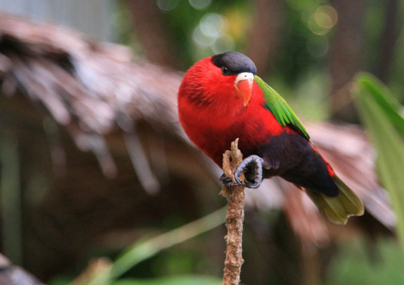 Purple Bellied Lory