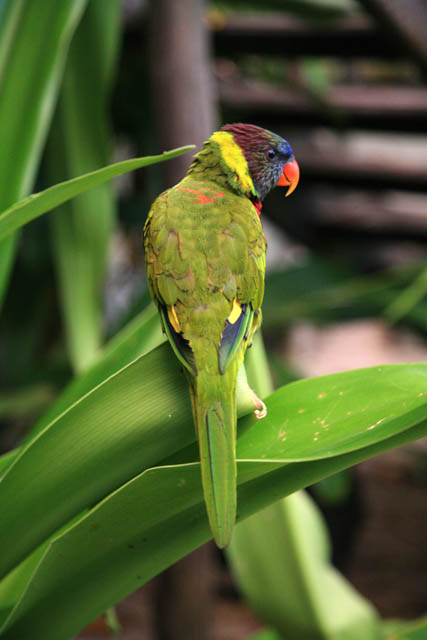 Swainsons Lory