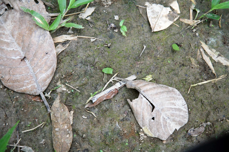 Leafcutter Ants