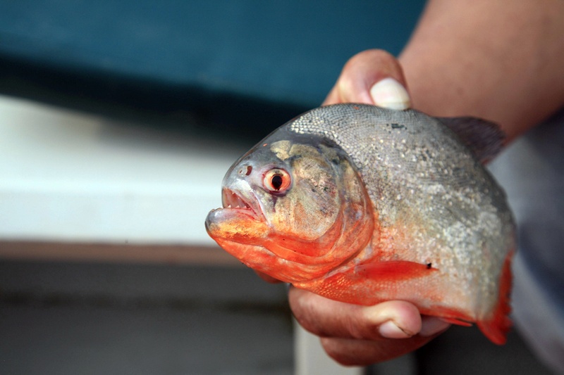 Red-Bellied Piranha
