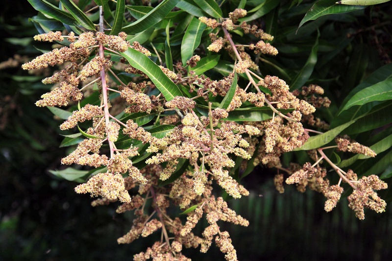 Mango Flower