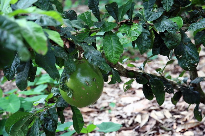 Gourd