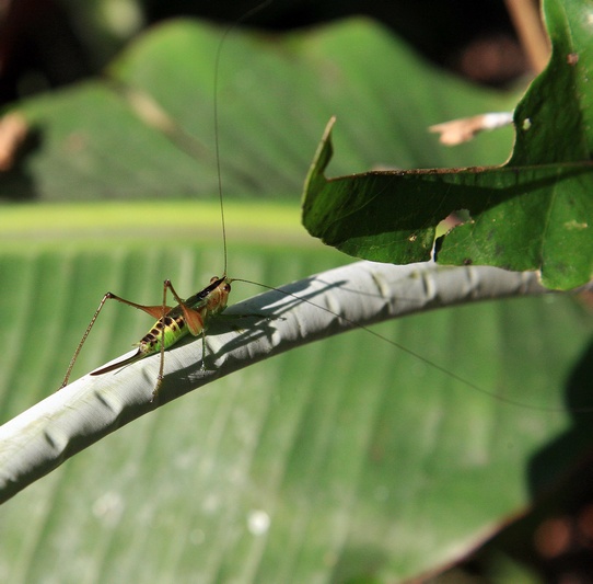 Cricket