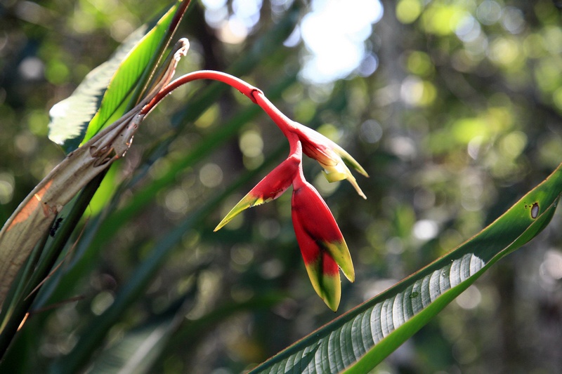 Heliconia