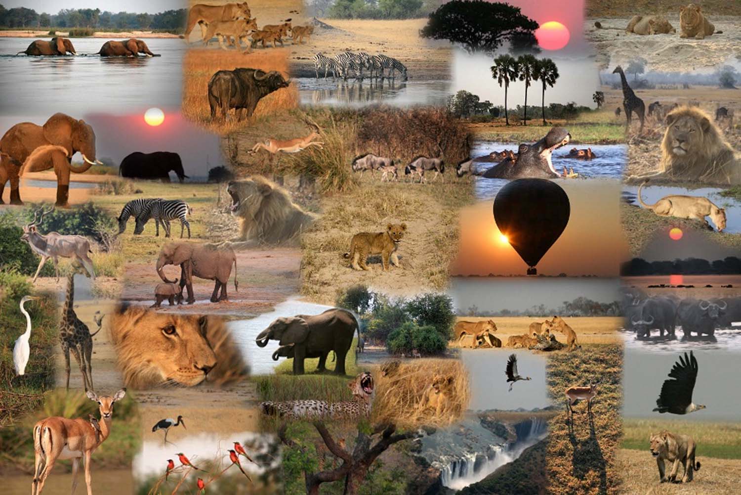 African Safari Collage