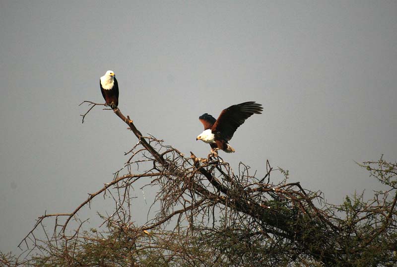 African Fish Eagles