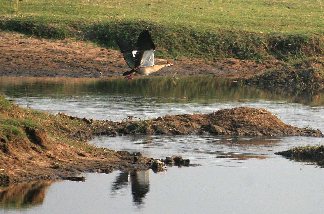 Egyptian Goose