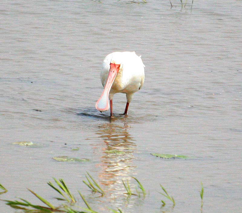 African Spoonbill