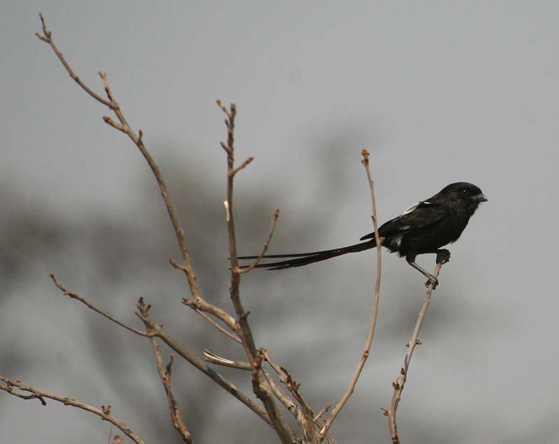 Long-Tailed Shrike