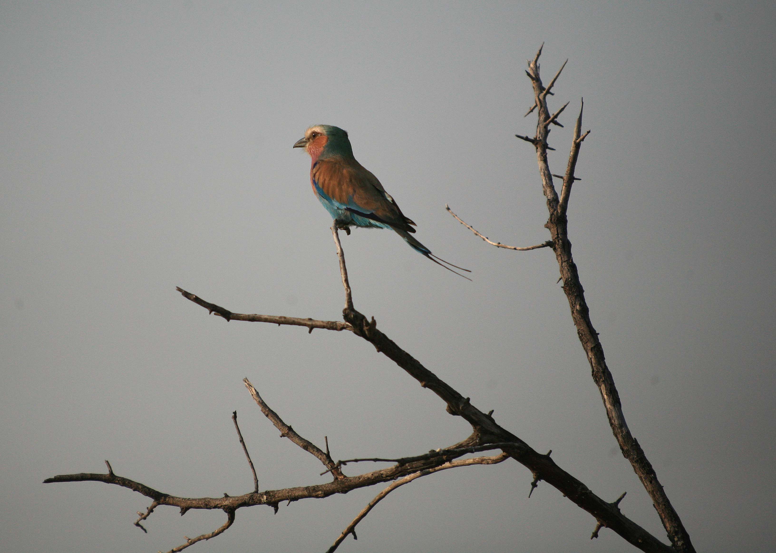Lilac-Breasted Roller