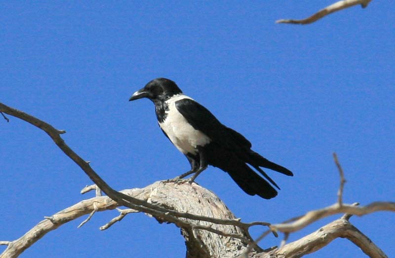 Pied Crow