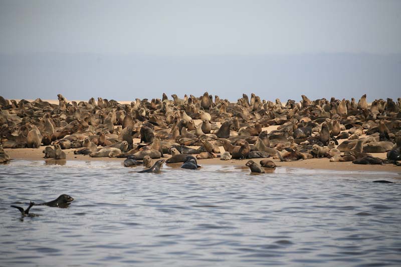 Fur Seal Colony