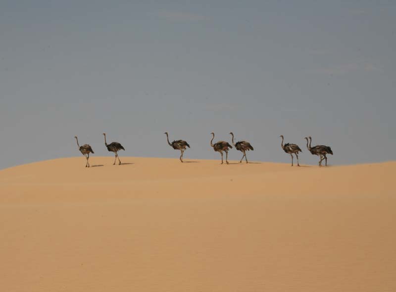 Ostriches in the Dunes