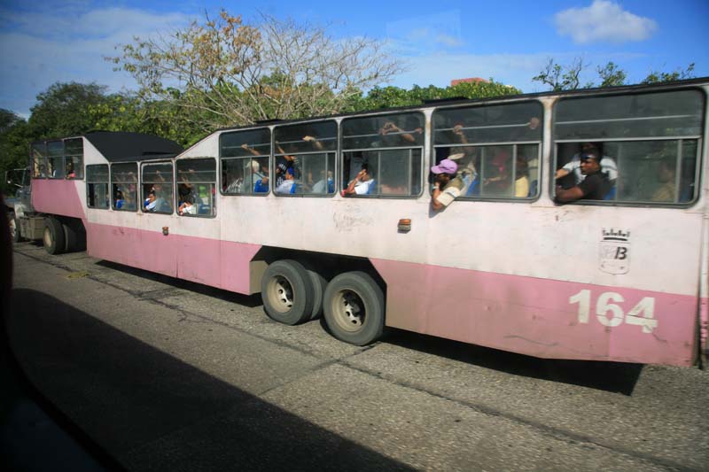 Camel Bus