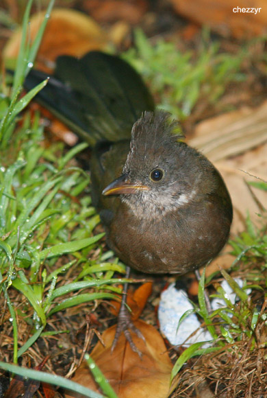 4479- eastern whipbird