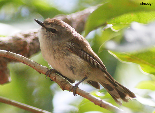 4591- brown gerygone