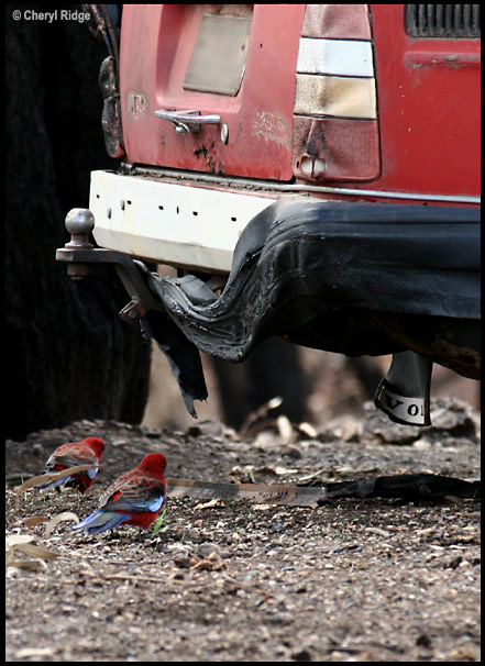 5661-car-rosellas