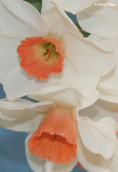 2196-daffodils.jpg