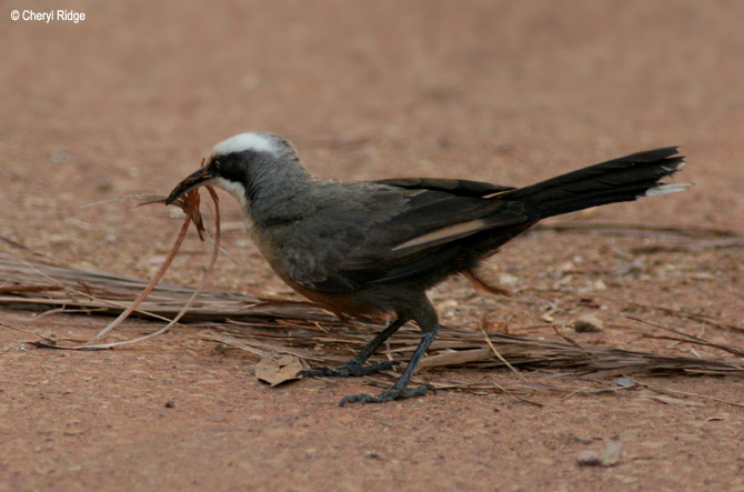 6413-babbler-springvale.jpg