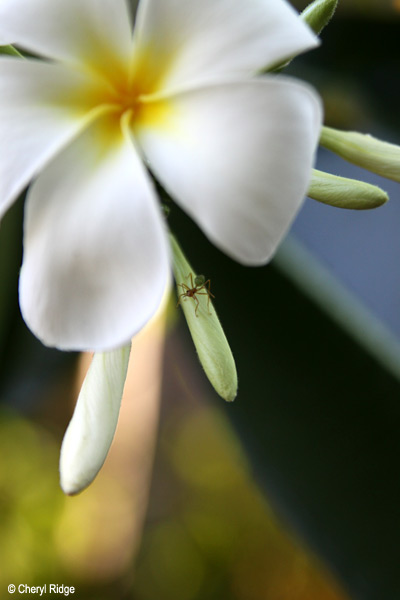 2797- green ant and frangipani