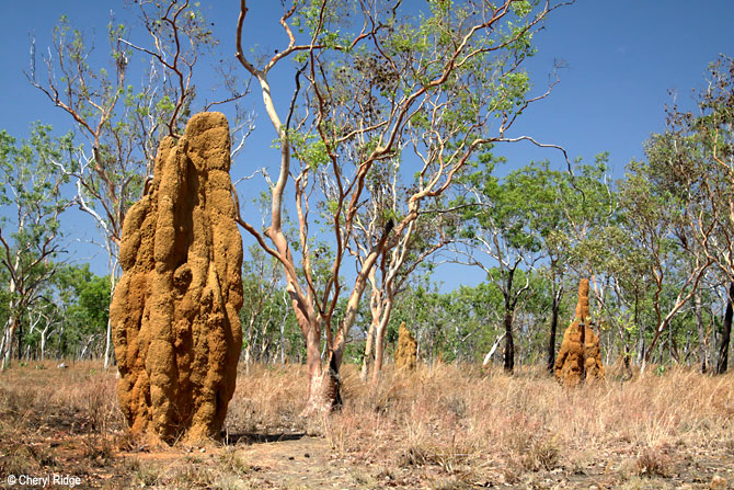 2855-termite-mound.jpg