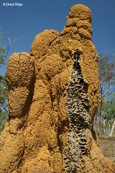2858-termite-mound.jpg