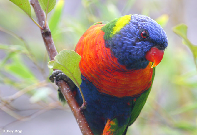 3182b- Rainbow Lorikeet in apple tree