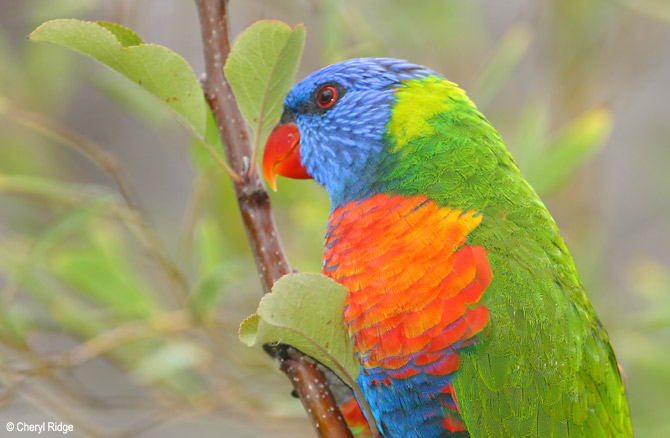 3184b- Rainbow Lorikeet in apple tree