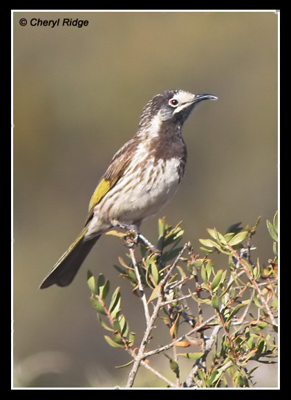 9011-white-fronted-honeyeater
