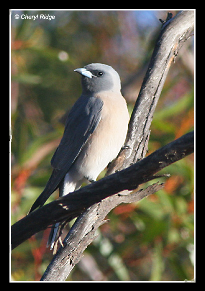 8483-masked-woodswallow