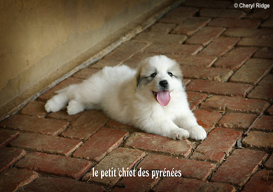 ** le petit chiot des pyrenees