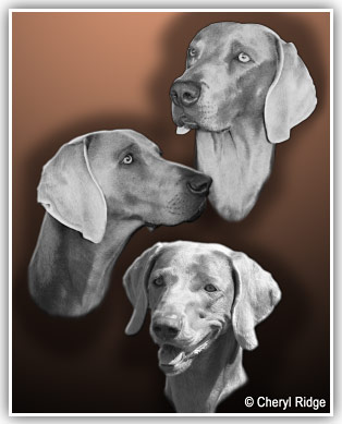 Weimaraner trio 