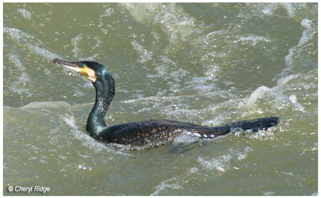 3493- Great Cormorant