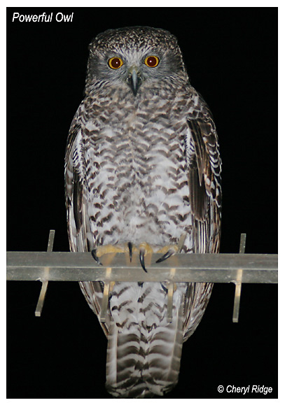 4204-powerful-owl