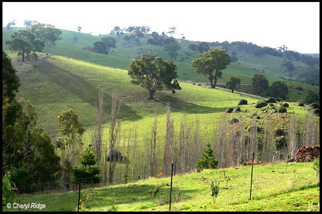 1283- green hills near Vaughan