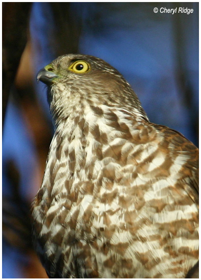 1140- possibly young Collared Sparrowhawk