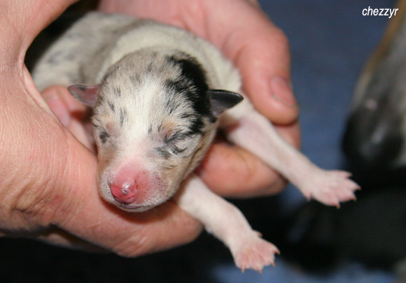 8692-blue-merle-boy-jani
