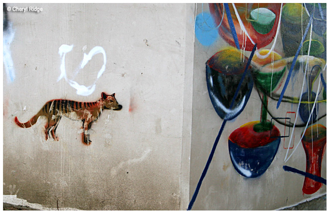 6353 - tasmanian tiger grafitti at launceston