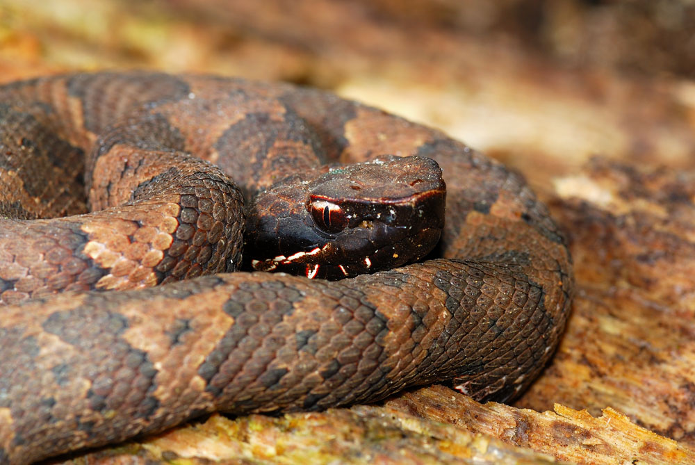 Cottonmouth