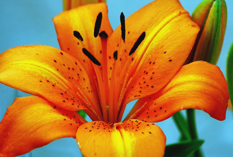 LILIUM ...