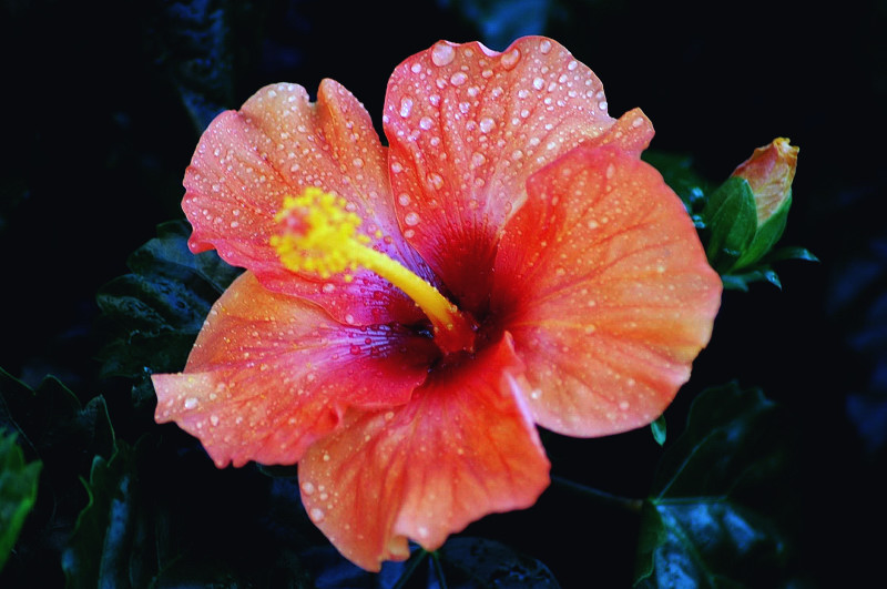 HIBISCUS   SINENSIS  ...