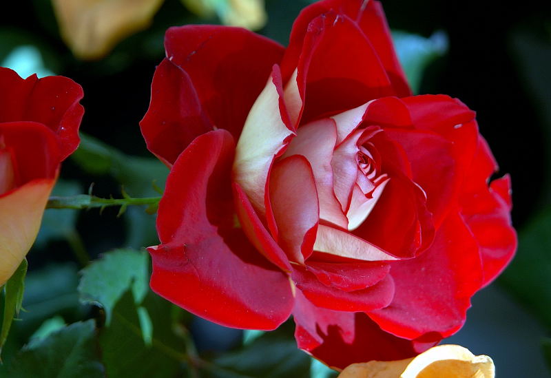 ROSA     NICOLE  ...