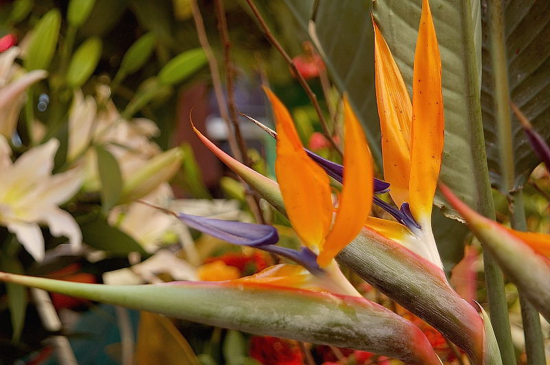 STRELITZIA    REGINAE ...