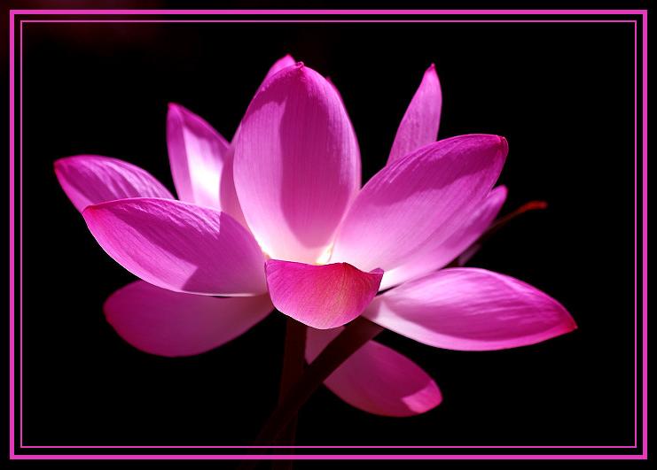 LOTUS ...