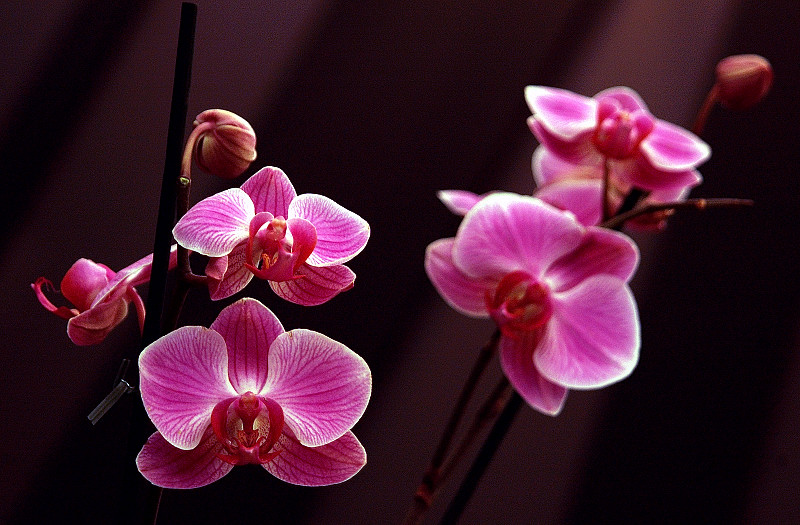 PHALAENOPSIS  -  HYBR.   ...