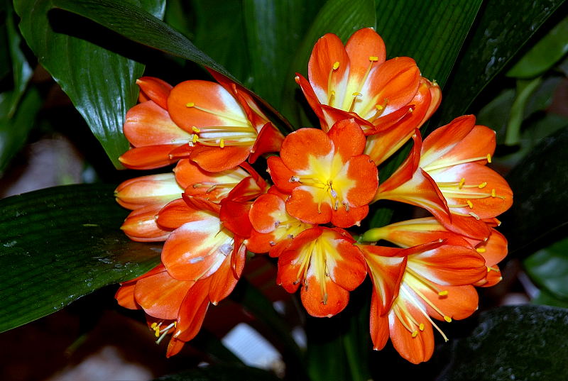 CLIVIA   MINIATA  ...