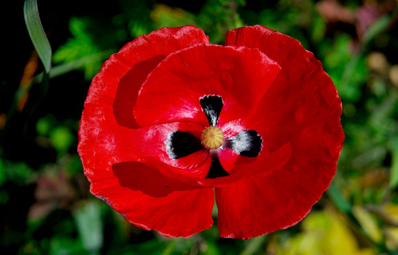 POPPY ...