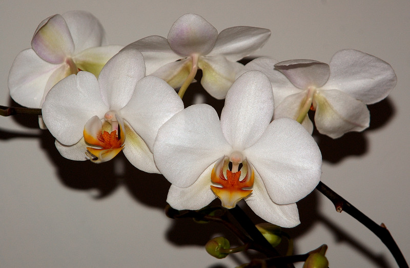 PHALAENOPSIS  -  HYBR.   ...