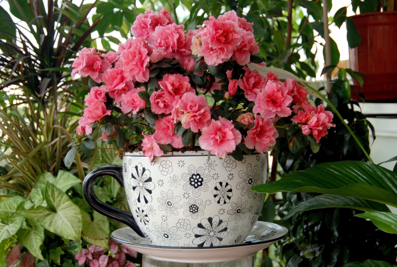 AZALEA   INDICA ...