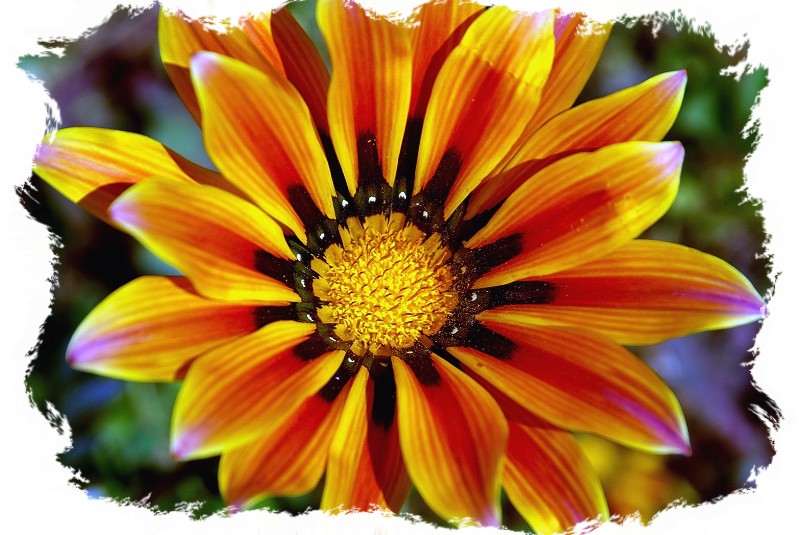 GAZANIA ...